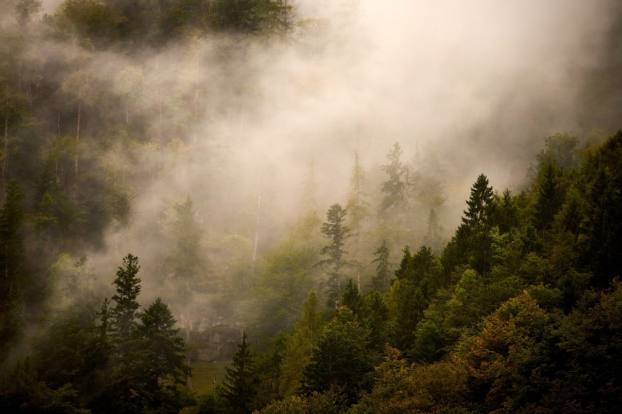 Hiking Through the Ancient Redwood Forests of Muir Woods